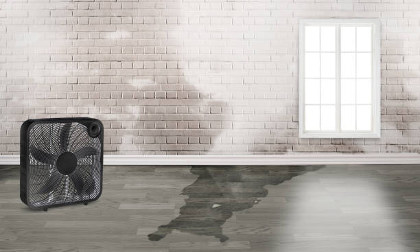 Best Mold removal after water damage  in Oatfield, OR
